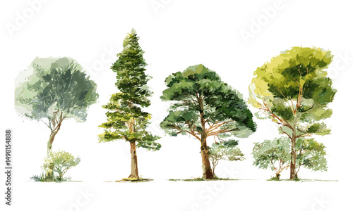 Vector illustration of watercolor tree side view isolated on white background, botanical elements for garden, landscape, architecture drawing, environment design, nature scene, foliage.
