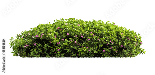 Isolated shrubs clipping path, vector illustration, garden plants, landscape elements, green vegetation, natural outdoors, botanical silhouettes, eco garden design, ornamental foliage.