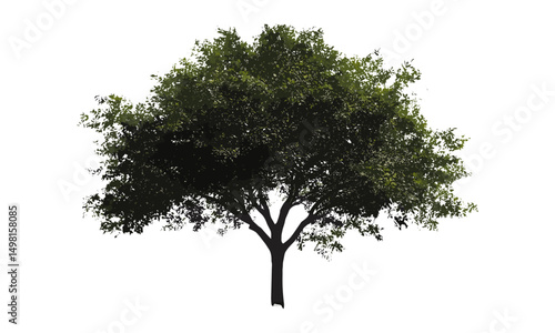 Vector illustration, single tree cutout, alpha channel, isolated tree, nature scene, forest element, foliage silhouette, eco landscape, green plant, botanical clip art, outdoor environment.