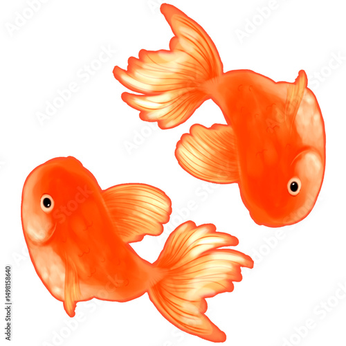 gold fish isolated on white