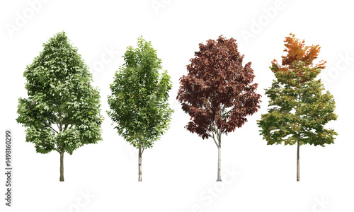 Street trees in summer, isolated Quercus rubra, Chestnut, platanus, maple, medium and small vector illustration, foliage for cityscape, park design, green architecture, botanical design.