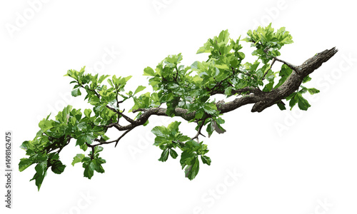 White background tree branch isolated, vector illustration, natural wood twig, botanical element, seasonal forest detail, garden branch, tree limb, rustic nature object.