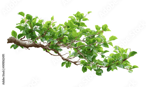 Tree branch isolated with white background, vector illustration, natural plant element, forest twig, botanical detail, garden limb, seasonal nature object, wood texture branch.