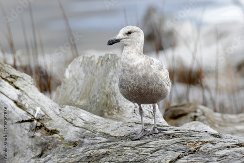  Perched juvenile glaucous gull.