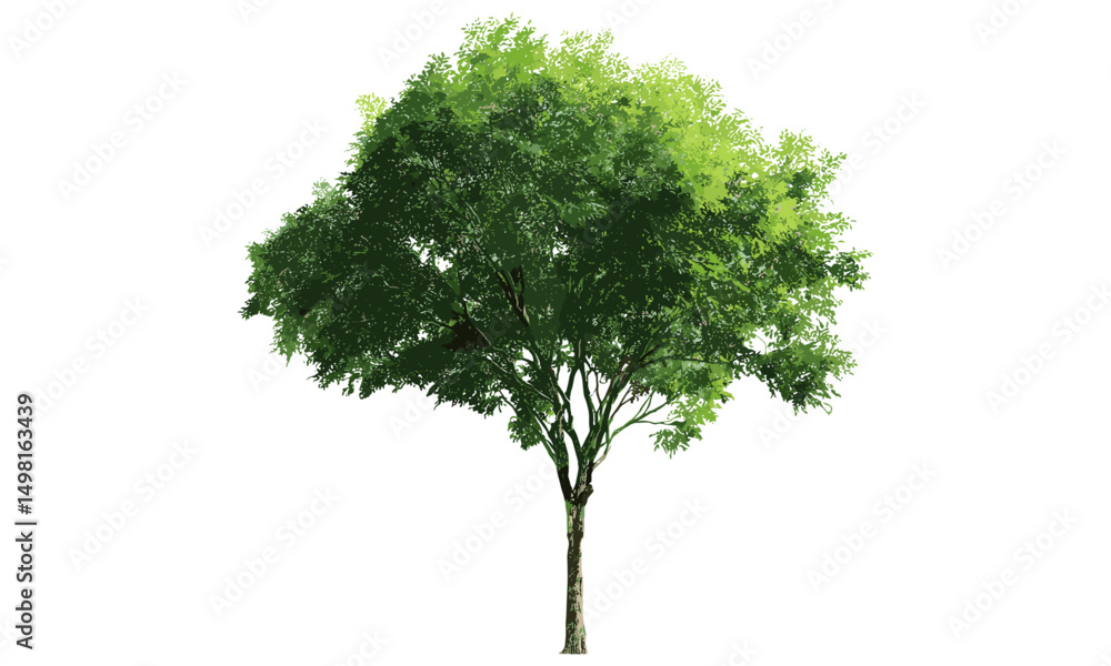 Fototapeta premium Green leaf tree isolate cutout png file, vector illustration, natural foliage, outdoor plant design, garden nature, eco-friendly artwork, seasonal leaf pattern, environment concept, botanical style.