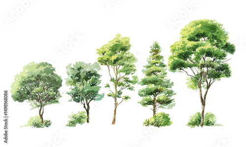 Vector illustration, spring forest or green tree side view, botanical landscape element, architecture garden drawing, nature concept, isolated on white background, eco scenery, transparent background.
