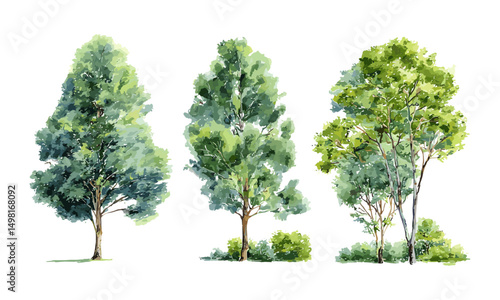 Watercolor vector illustration, green tree forest side view for garden, spring exterior, landscape or architecture drawing element, nature background, botanical foliage, isolated, png.