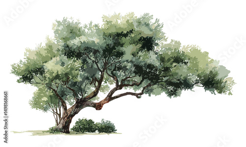 Vector illustration watercolor tree side view for landscape and architecture, isolated on white, botanical painting, garden environment elements, natural scenery, outdoor design, ecology.