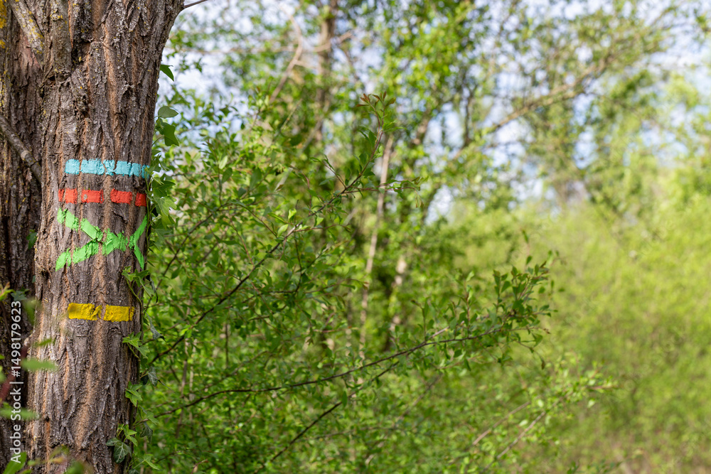 Obraz premium Blue, red, green and yellow markup of a hiking itinerary on a trunk in the countryside. Itineraries in France, repere excursion marking.