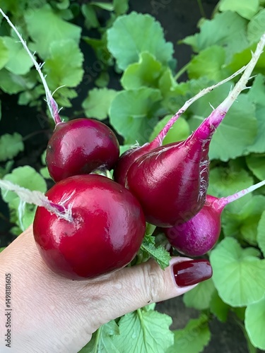 Freshly picked radish held in hand close-up