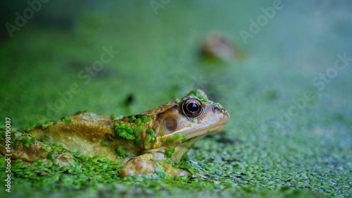 Frog in a garden pond