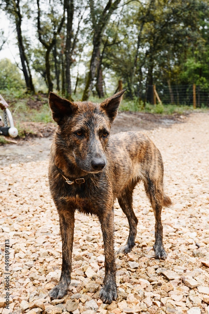 Fototapeta premium Muddy striped dog standing in nature – playful and untamed.