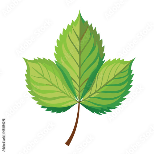 Chestnut leaf vector art illustration. green leaves on white background . Collection of Chestnut leaf  logo, icon vector.