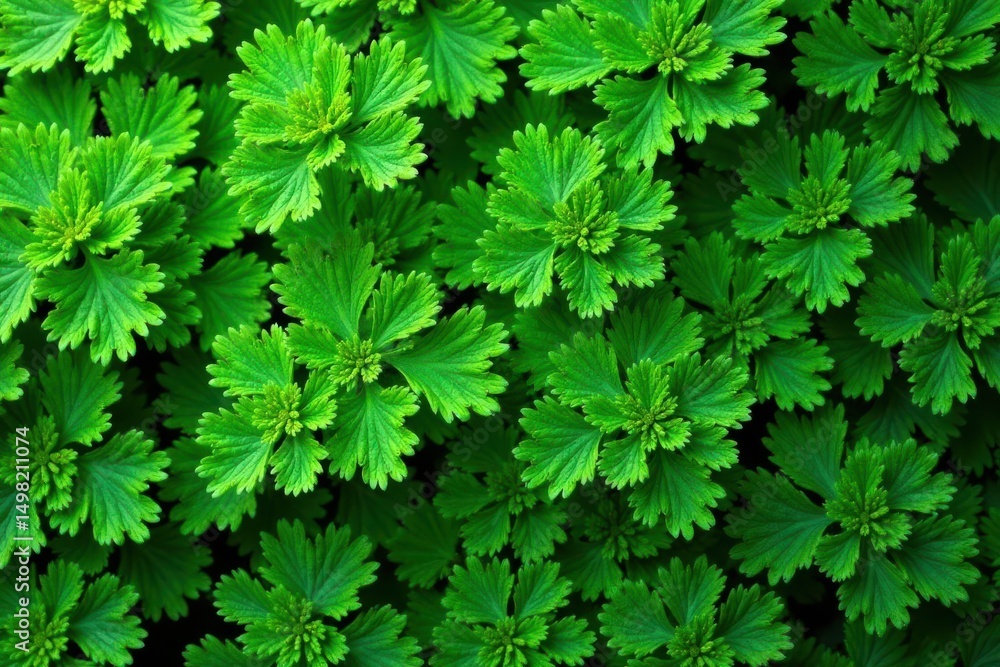 Intricate parsley leaf pattern, vibrant green hues, food, design Intricate parsley leaf pattern, vibrant green hues, food, design