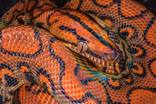 South America. Brazilian rainbow boa constrictor close-up.