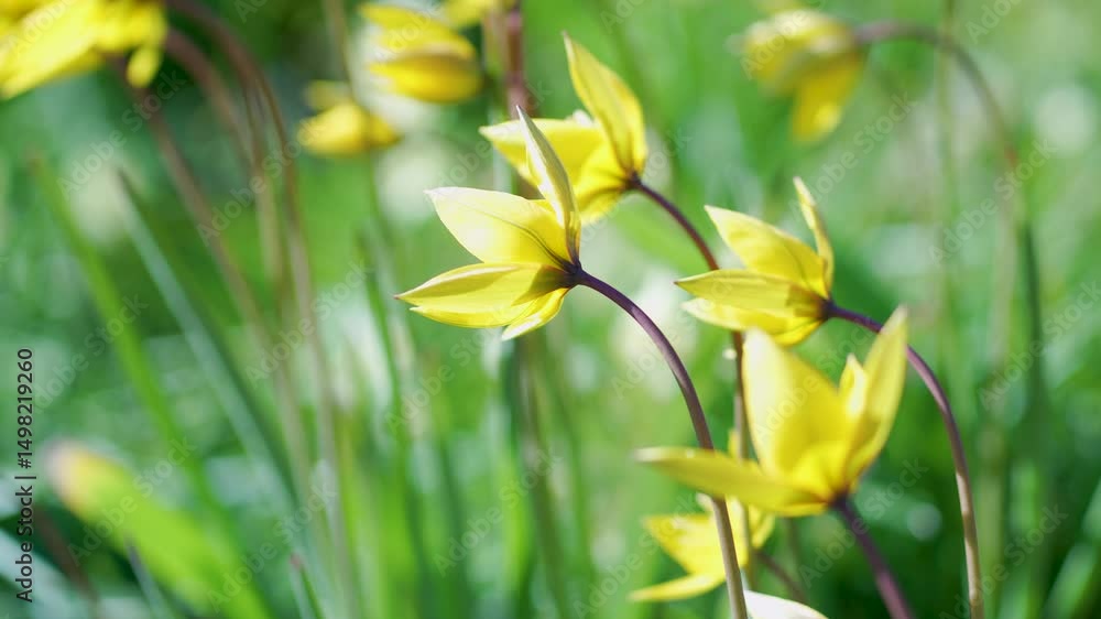 Tulip sylvestris blooming under warm sunlight on spring day, swaying on wind, closeup view. Bright yellow wild tulips in full bloom stretching their stems to the sun in meadow. Tulip sylvestris blooming under warm sunlight on spring day, swaying on wind, closeup view. Bright yellow wild tulips in full bloom stretching their stems to the sun in meadow.