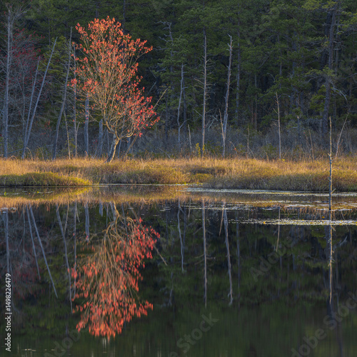 USA, New Jersey, Pine Barrens National Preserve. Spring forest reflections in pond.