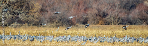Sandhill cranes fly in to join a group already gleaning an ag field of seeds and bugs.