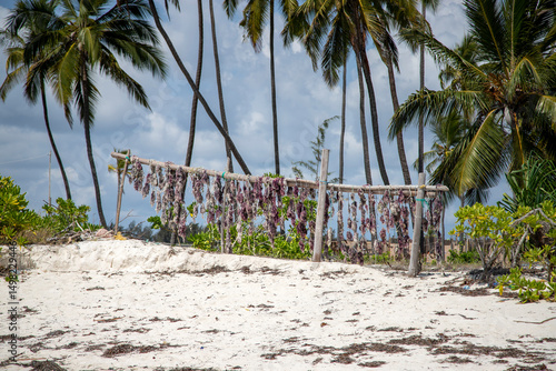 Wooden drying racks made from sticks, designed for drying seaweed and seagrasses. Eastern coast of Zanzibar, a source of livelihood for local people, producing seaweed for industrial purposes.