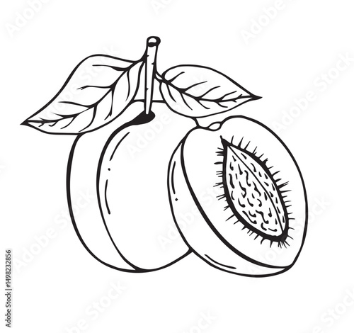 Plums sketch. Doodle art style. Cartoon black and white outline. Drawn vector illustrations of fruits for restaurant menu, market label, culinary design, banner, poster, children's coloring. 