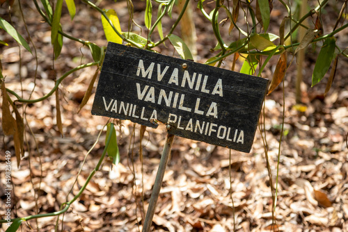 A wooden sign indicating a growing Vanilla vine. The sign is in 3 languages, Swahili, English and Latin. ''Mvanila, Vanilla, Vanilla planifolia''. Spice farm in Zanzibar