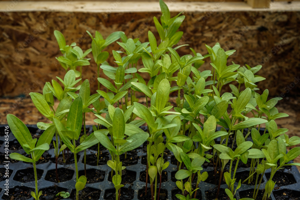 Obraz premium Tray of zinnia flower seedlings growing in a greenhouse.