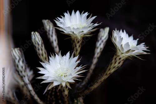 Beautiful white flowers of Echinopsis cactus, night cereus on a black background, isolated potted plant, close-up, macro.