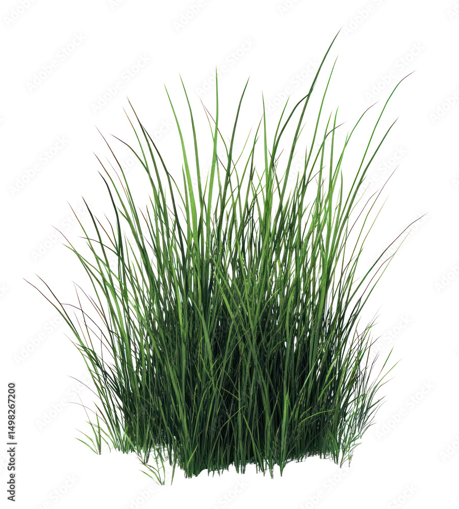 Obraz premium PNG Garden grass illustration background isolated.