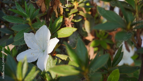 Wallpaper Mural A white azalea flower is blooming Torontodigital.ca