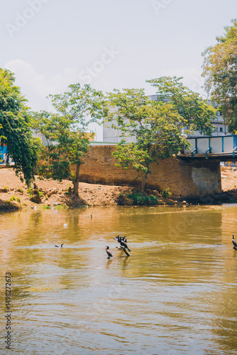 Cormorants resting in the river, surrounded by a natural environment.Birds on the water with the bridge in the background.