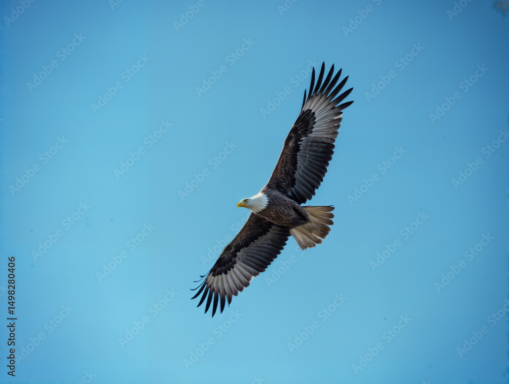 Fototapeta premium American bald eagle