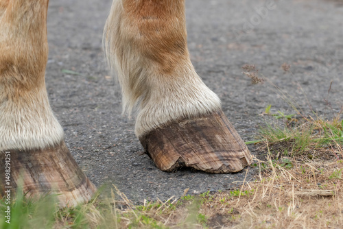 Foto Horse Front Hooves Close-Up.Horse's hooves without shoes.