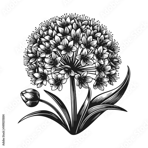 Elegant Black and White Illustration of a Clustered Flower