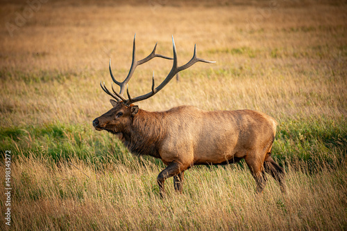 Wallpaper Mural Elk in Rocky Mountain National Park Torontodigital.ca