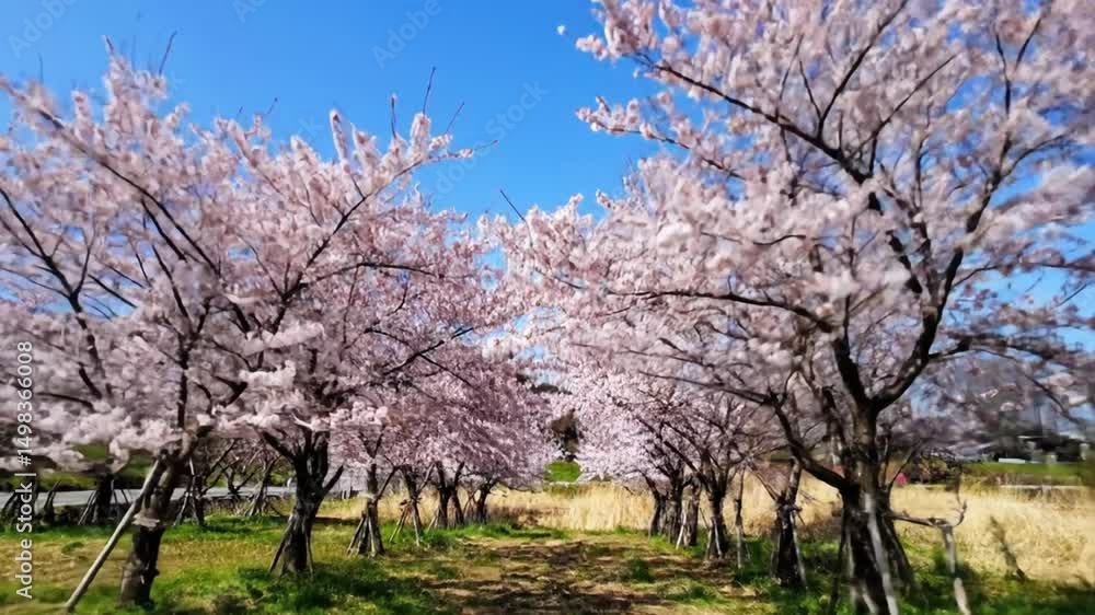 cherry, blossoms, spring, bloom, floral, nature, landscape, trees, park, avenue, idyllic, scenic, flourishing, botanical, tranquility, sunlight, season, springtime, flowering, orchard, serene, garden, cherry, blossoms, spring, bloom, floral, nature, landscape, trees, park, avenue, idyllic, scenic, flourishing, botanical, tranquility, sunlight, season, springtime, flowering, orchard, serene, garden,
