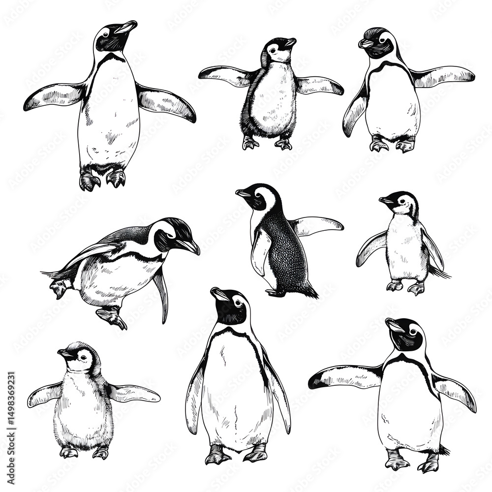 Obraz premium Professional hand drawn sketch of penguins set on white background for design projects