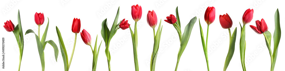 Beautiful red tulip flowers on white background, set Beautiful red tulip flowers on white background, set