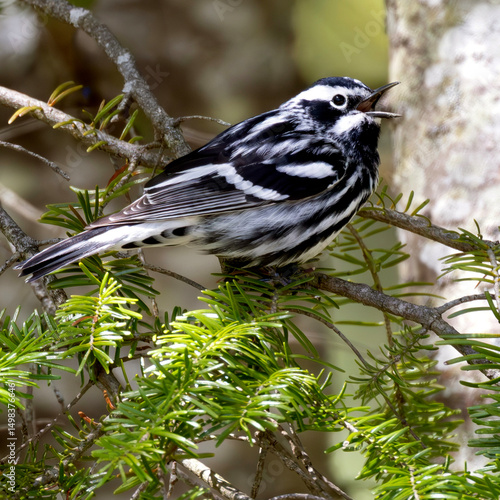 Fotografía Black & white warbler Mniotilta varia perched singing on a pine tree branch
