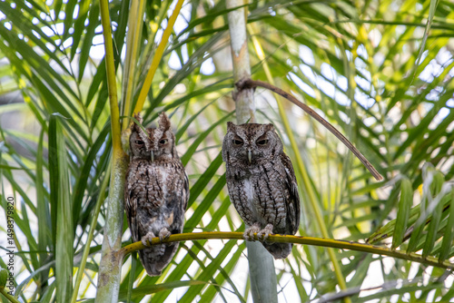 Schilderij op canvas Pair of eastern screech owl Megascops asio perch on an areca palm frond