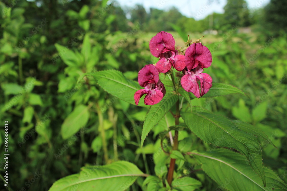 Himalayan Balsam Impatiens glandulifera.Soft pink blooming and budding Himalayan Balsam plant with dewdrops and spider silk on an early morning in the fall season. Beautiful floral background
Himalayan Balsam Impatiens glandulifera.Soft pink blooming and budding Himalayan Balsam plant with dewdrops and spider silk on an early morning in the fall season. Beautiful floral background