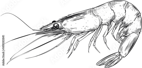 Detailed black and white illustration of a shrimp with focus on texture. Vector illustration