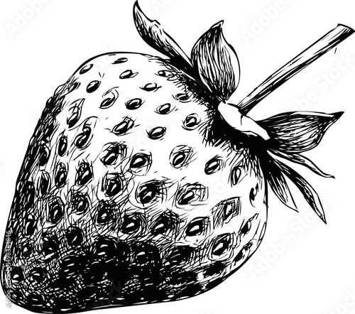 Detailed ink drawing of a strawberry with leaves on a white background. Vector illustration