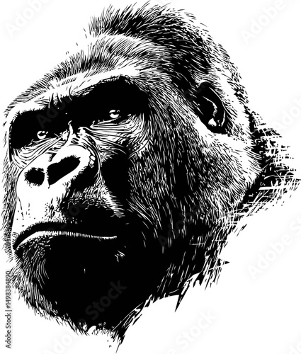 Black and white sketch of a gorilla head with intense expression, digital art. Vector illustration