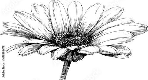 Detailed black and white drawing of a daisy flower with intricate petals. Vector illustration