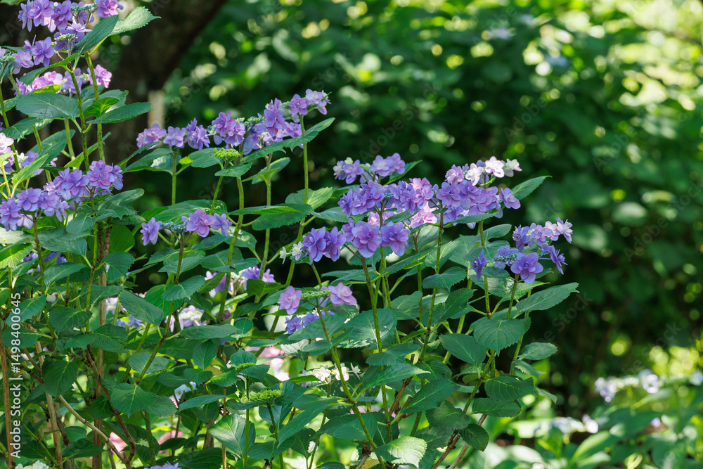 Fototapeta premium 紫陽花