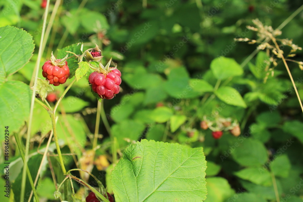 Fototapeta premium A closeup of a bunch of wild organic raspberries on a bright green bush. Vitamins. Summer. Wild strawberries in forest, Czech republic 