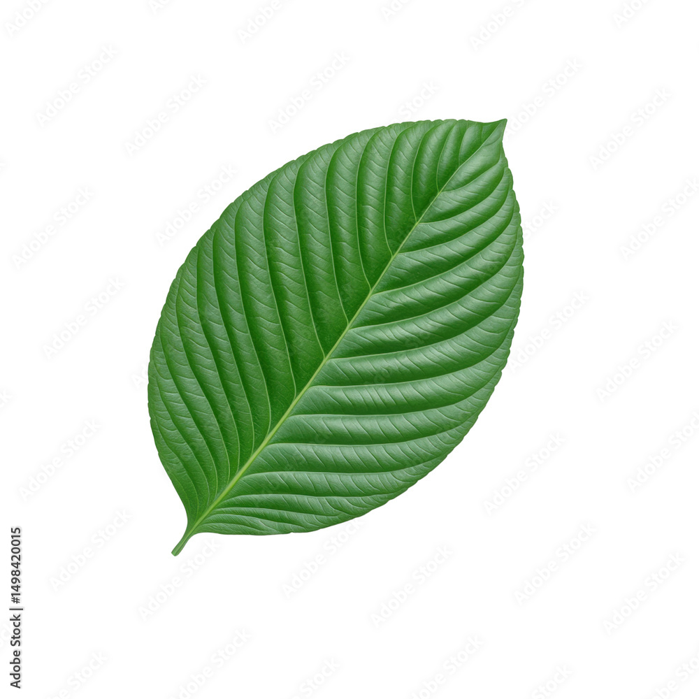 Obraz premium a single, vivid green leaf is centered against a plain, dark backdrop. the leaf features a distinct, ribbed texture, with numerous parallel veins running from the central stem toward the edges