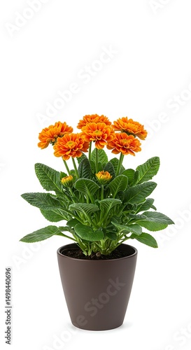 Wallpaper Mural Vivid orange blossoms burst from verdant foliage Torontodigital.ca