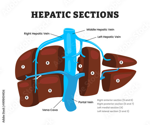 Hepatic Sections or hepatic regions or liver segments, educational medical poster design healthcare scheme, human liver internal organs. Labeled hepatic veins, liver divides into eight segments.