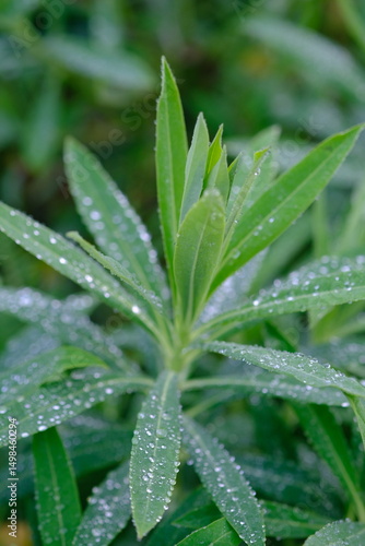 Walangan, Walangi, walang sangit plant, Javanese coriander or walang sangit leaves or Eryngium foetidum is a species of tropical perennial plant in the Apiaceae family. green leaf with sparkling dew